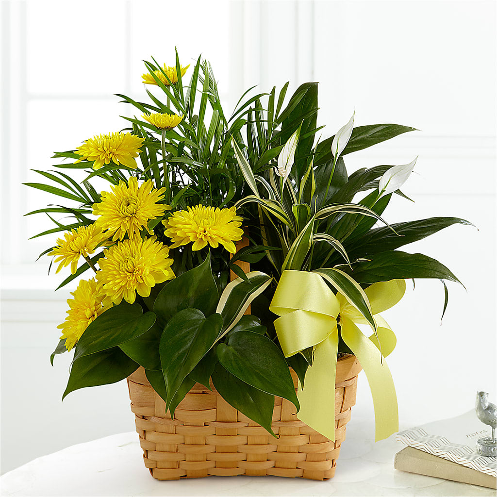 Loving Light Dishgarden – Heartfield Florist, Huntsville TX