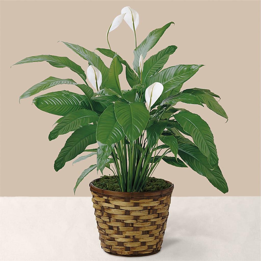 Tranquil Moments Peace Lily Plant – Heartfield Florist, Huntsville TX