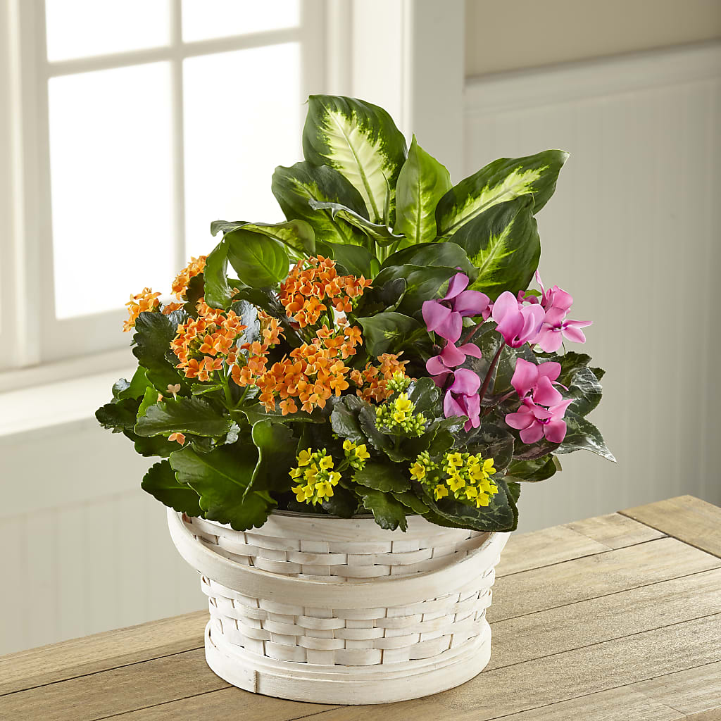 Color Crush Dishgarden – Heartfield Florist, Huntsville TX