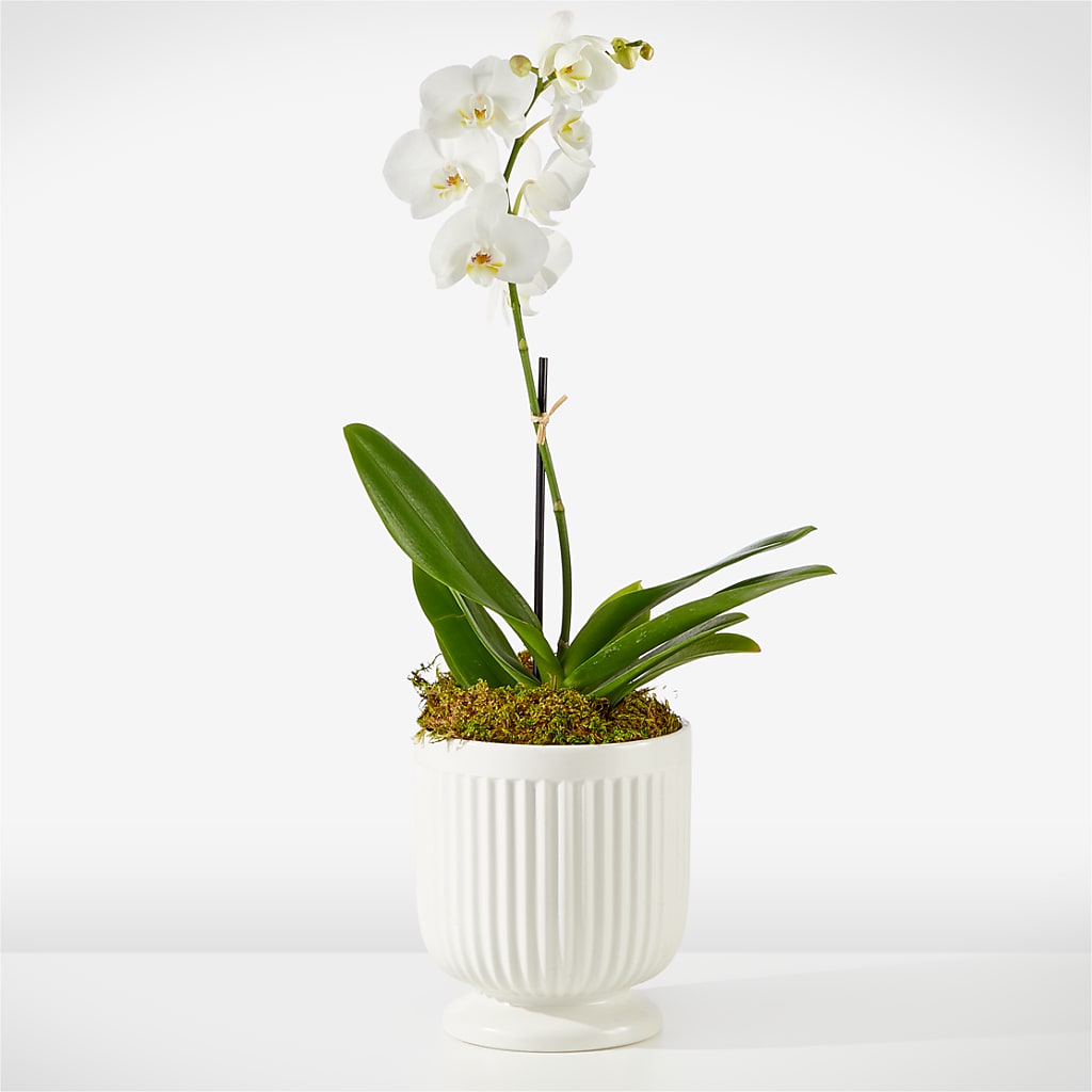 Whispering White Orchid – Heartfield Florist, Huntsville TX