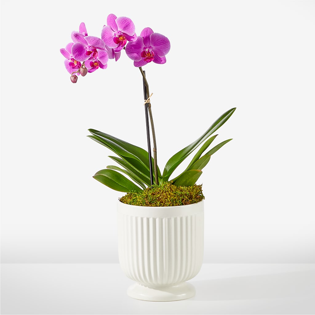 Friendly Fuchsia Orchid – Heartfield Florist, Huntsville TX