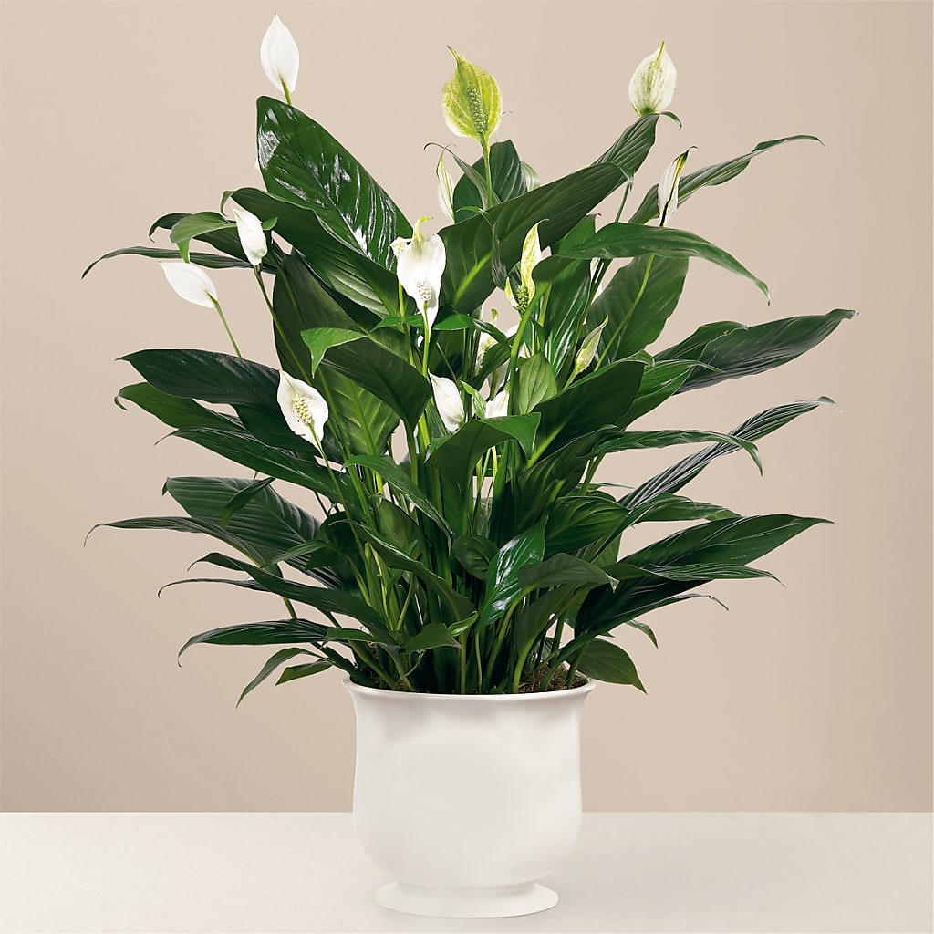 Comfort Planter – Heartfield Florist, Huntsville TX