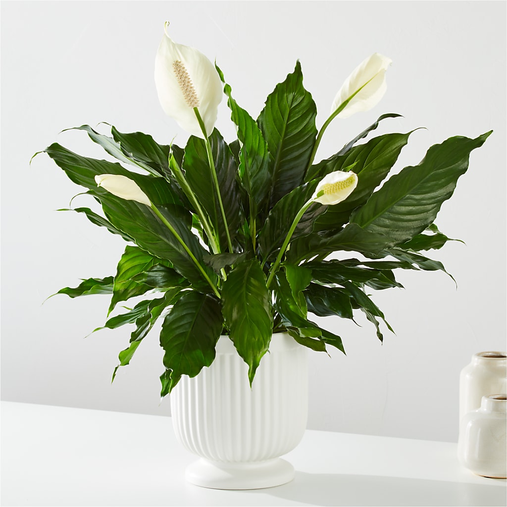 Comfort Planter – Heartfield Florist, Huntsville TX