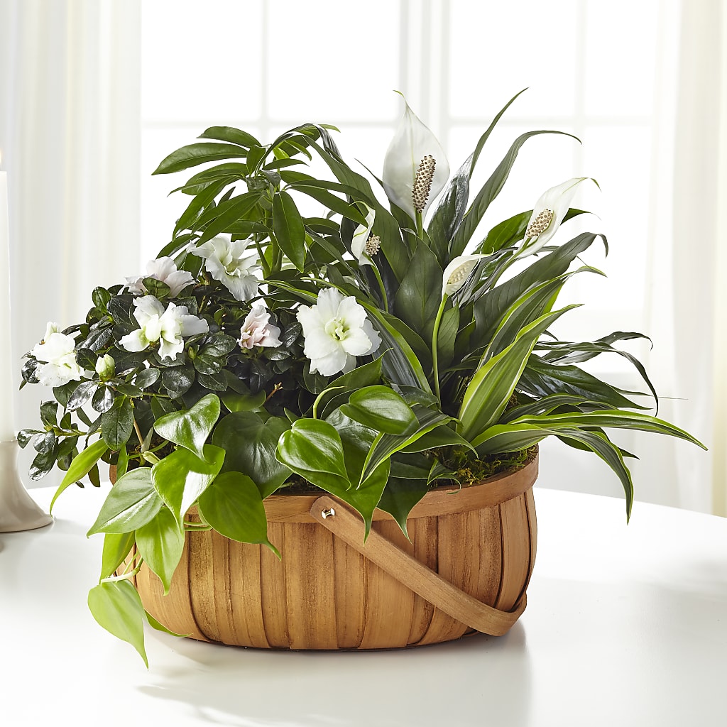 Serene Dishgarden – Heartfield Florist, Huntsville TX