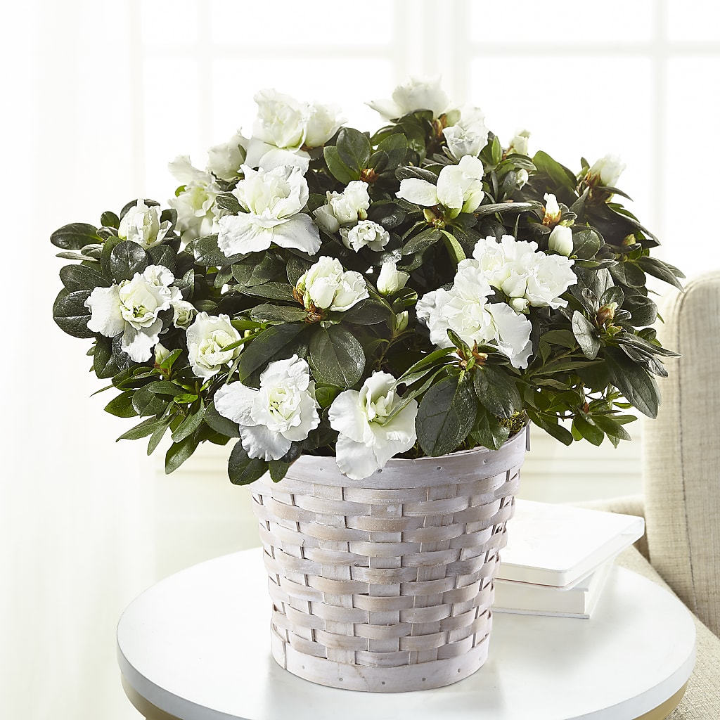 White Azalea Plant – Heartfield Florist, Huntsville TX