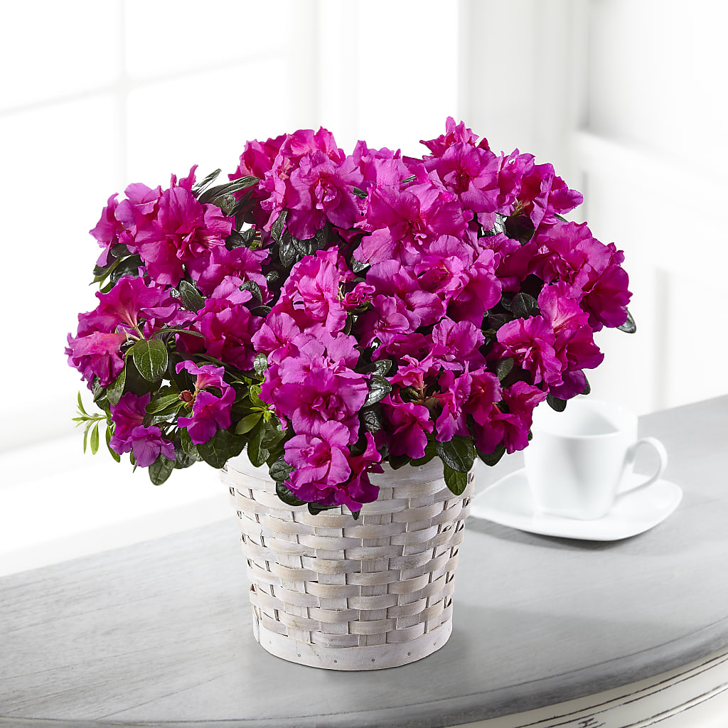Hope & Serenity Azalea Plant – Heartfield Florist, Huntsville TX