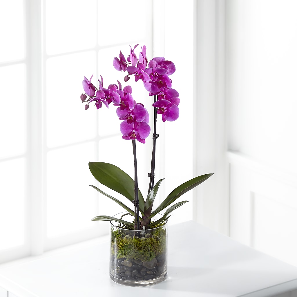 Pink Orchid Plant – Heartfield Florist, Huntsville TX