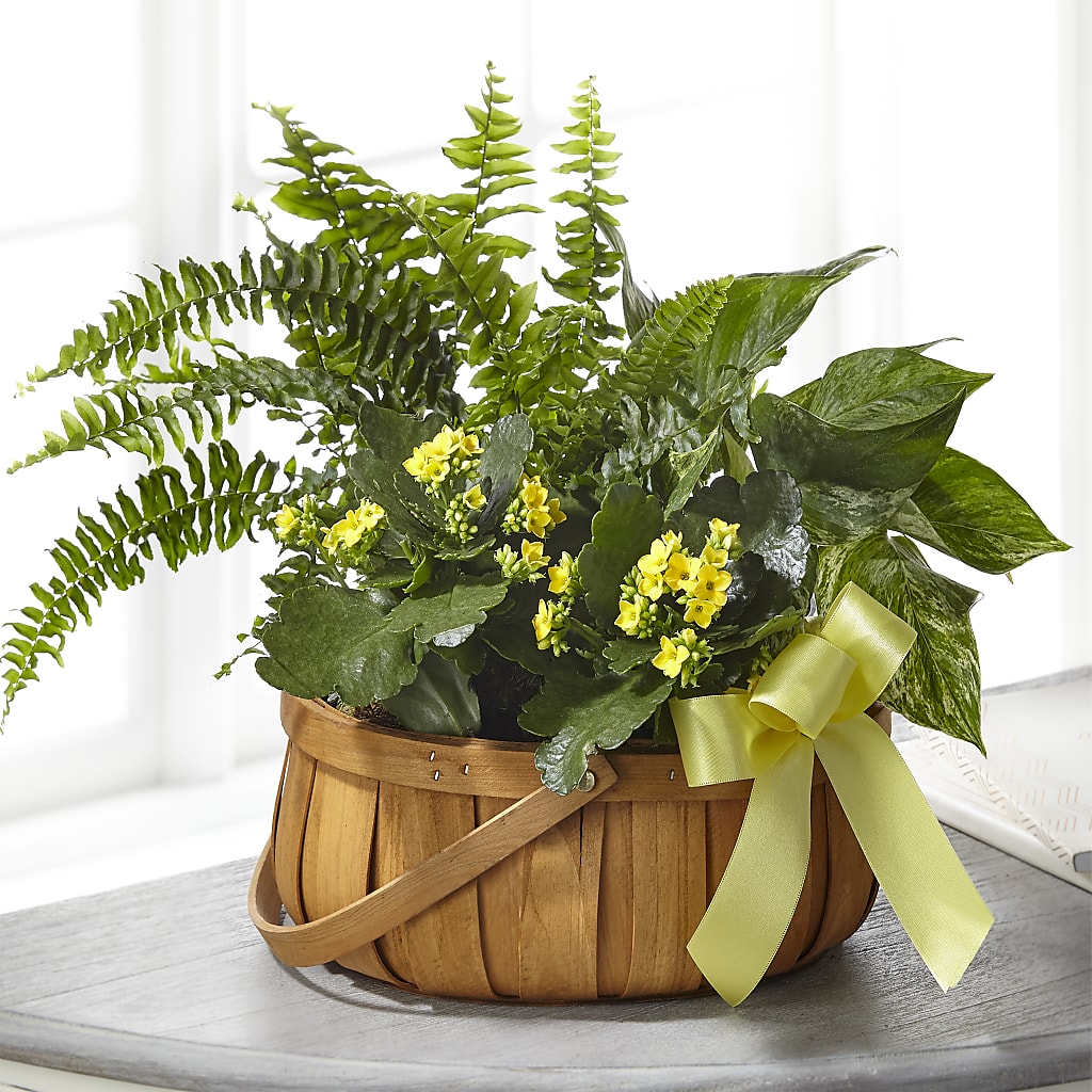 Always Dear Dishgarden – Heartfield Florist, Huntsville TX