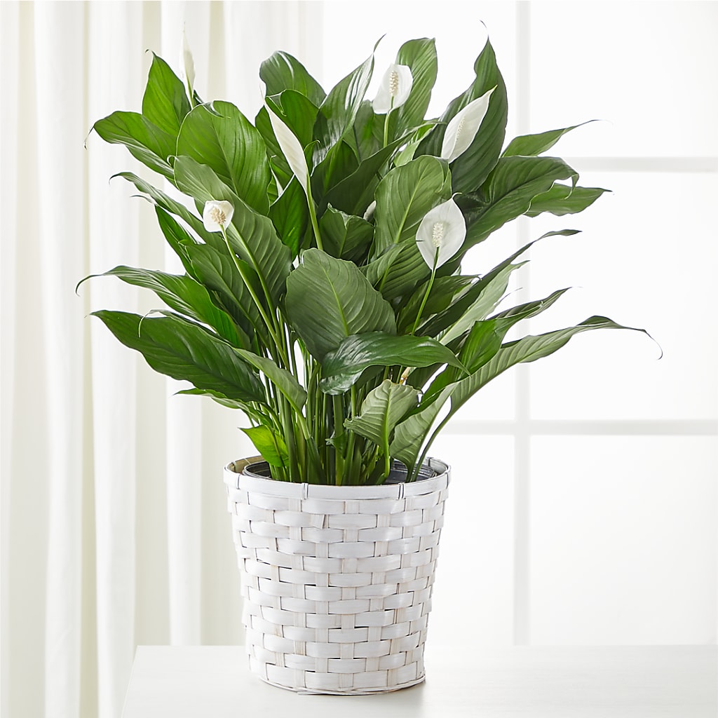 A New Leaf Peace Lily – Heartfield Florist, Huntsville TX