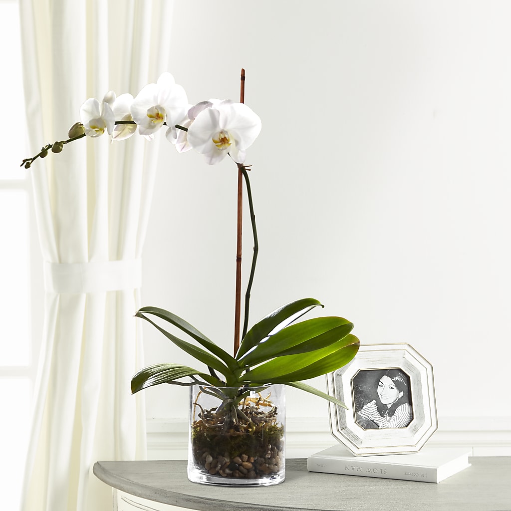 White Orchid Planter – Heartfield Florist, Huntsville TX