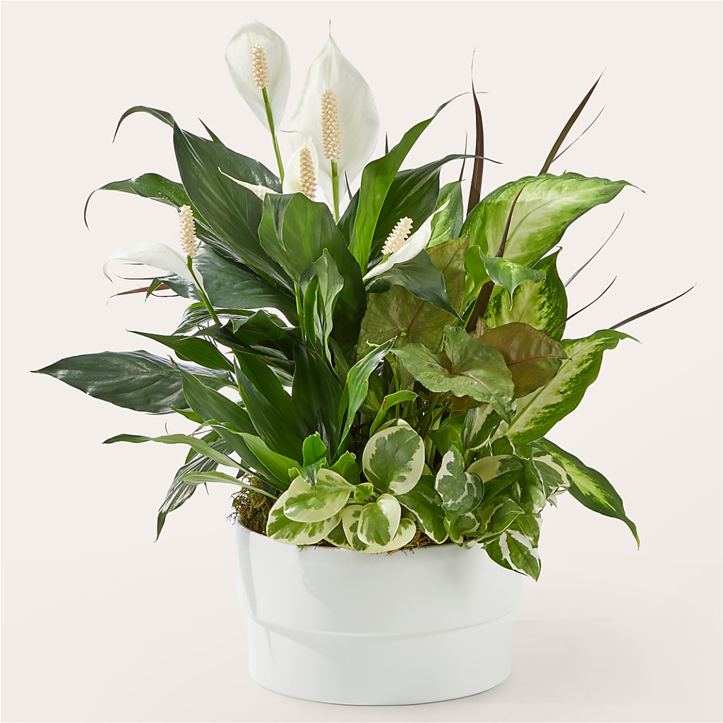 Radiating Positivity Dishgarden – Heartfield Florist, Huntsville TX