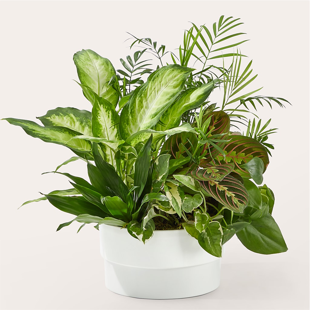 Radiating Positivity Dishgarden – Heartfield Florist, Huntsville TX