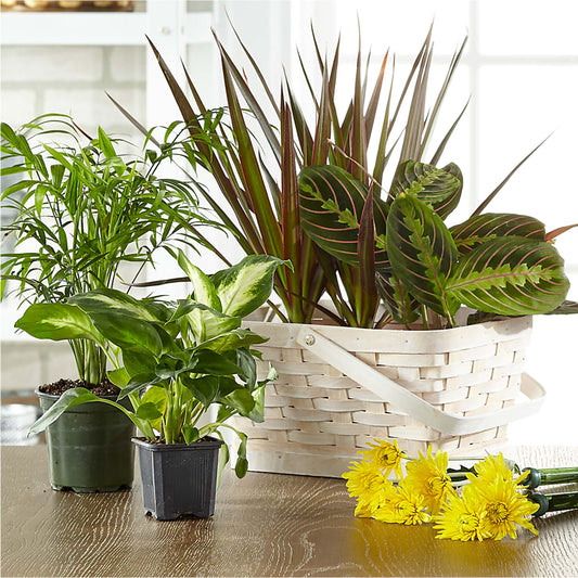 Florist Designed Blooming and Green Plants in a Basket –  Heartfield Florist, Huntsville TX