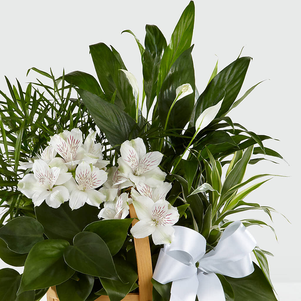 Peace & Serenity Dishgarden –  Heartfield Florist, Huntsville TX