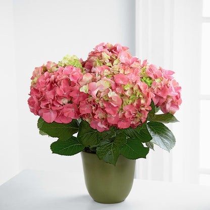 Pink Hydrangea Planter –  Heartfield Florist, Huntsville TX