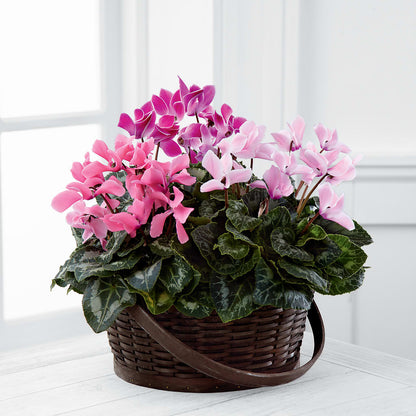 Mixed Cyclamen Planter –  Heartfield Florist, Huntsville TX