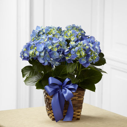 Blue Hydrangea Planter –  Heartfield Florist, Huntsville TX