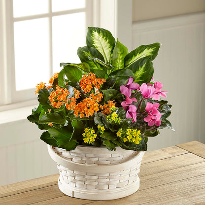 Color Crush Dishgarden –  Heartfield Florist, Huntsville TX