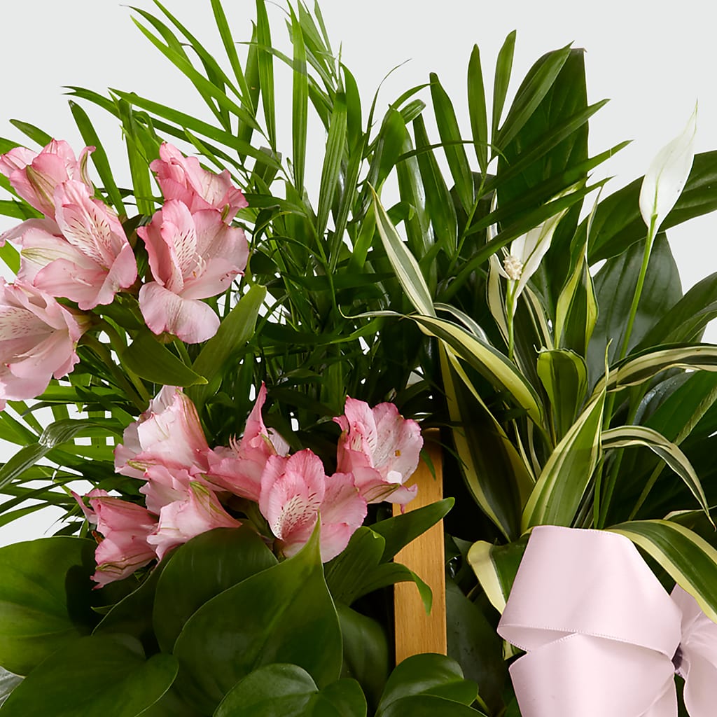 Living Spirit Dishgarden –  Heartfield Florist, Huntsville TX