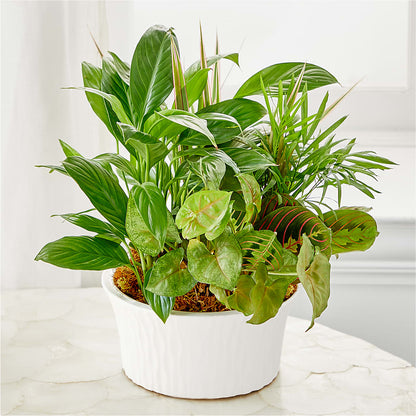 Balance & Harmony Dishgarden –  Heartfield Florist, Huntsville TX