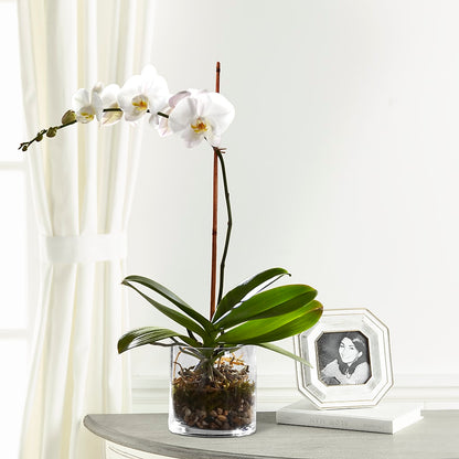 White Orchid Planter –  Heartfield Florist, Huntsville TX